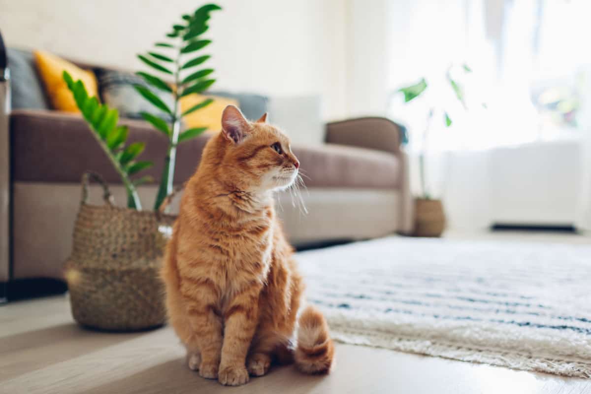 Ginger cat sitting on floor in cozy living room