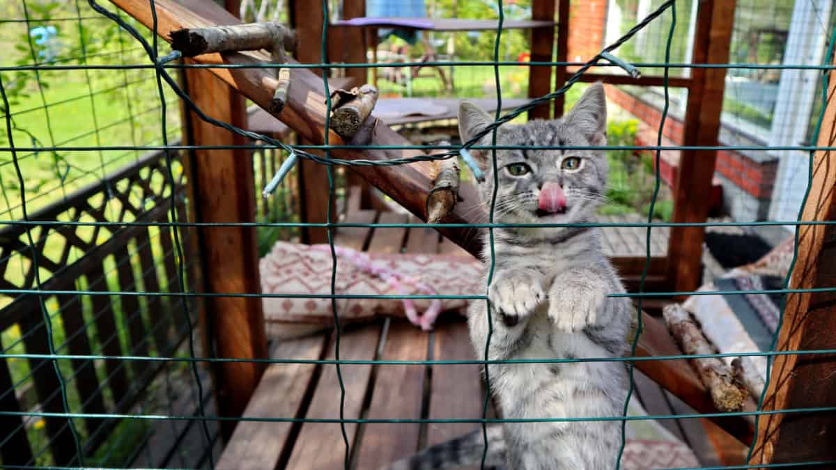 Kitten at outdoor cat enclosures 
