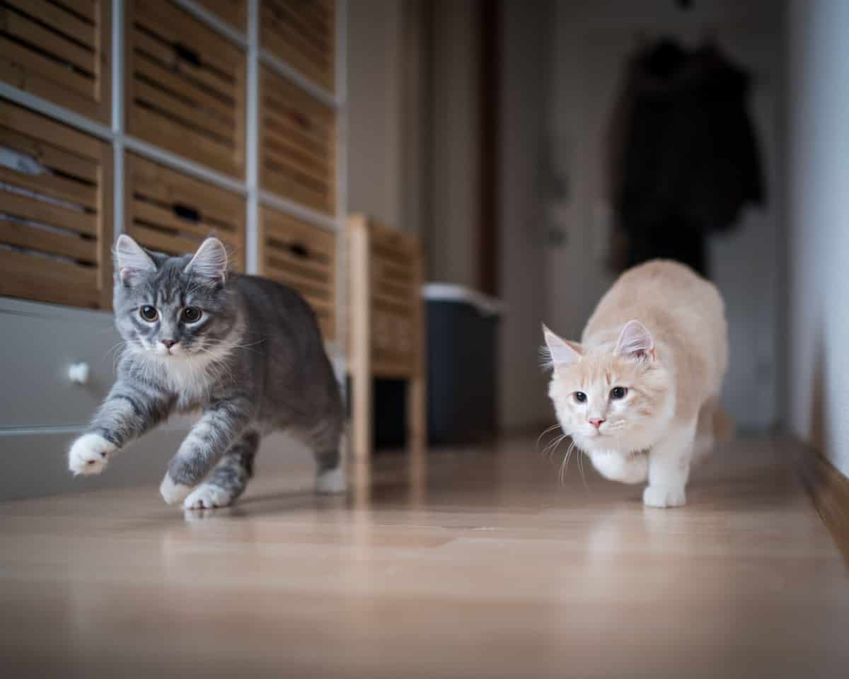 two cats playing indoors running through corridor 