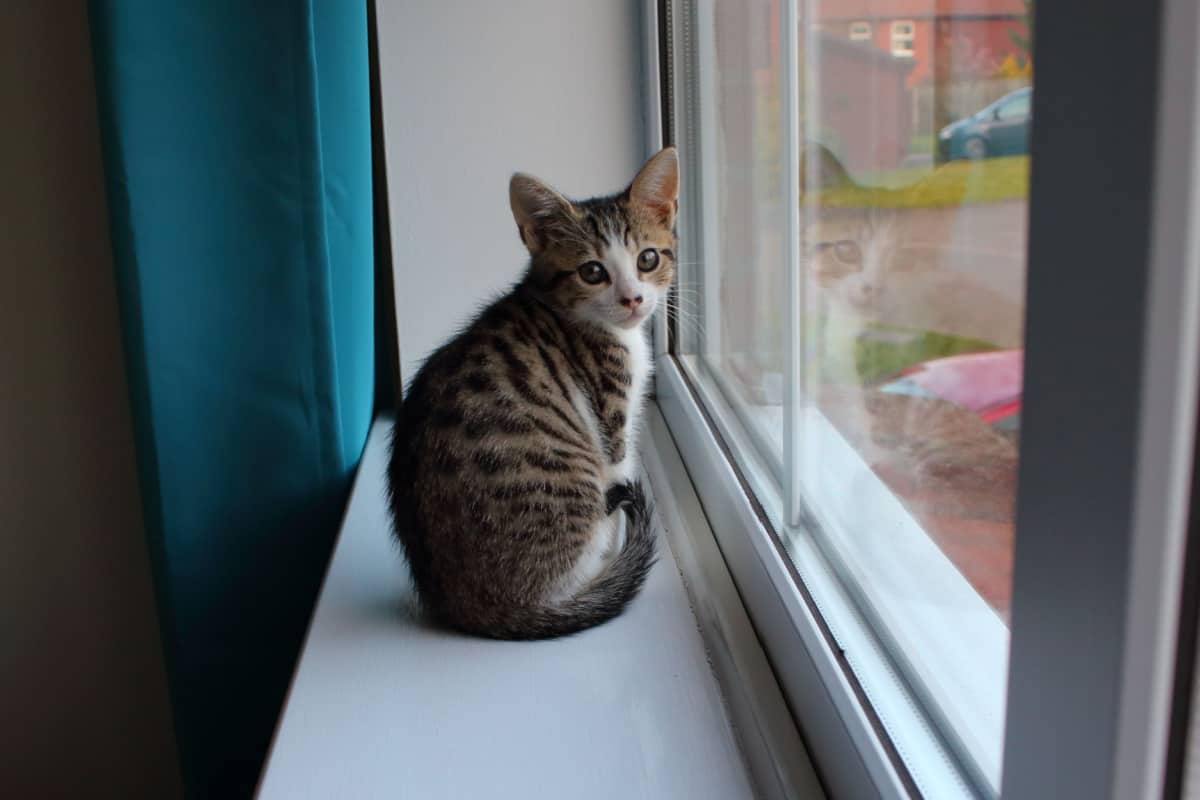 A small 12 week old Bengal Cross kitten beside the window glass