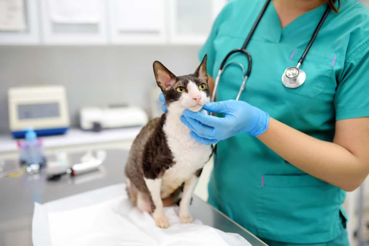 Veterinarian examines a Cornish Rex breed cat in a veterinary clinic