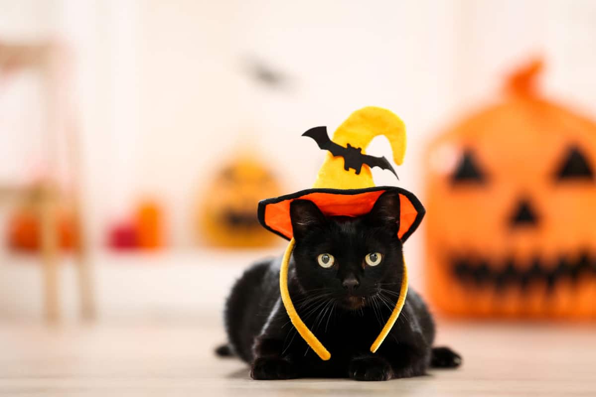 Black cat in simple halloween hat lying on the floor