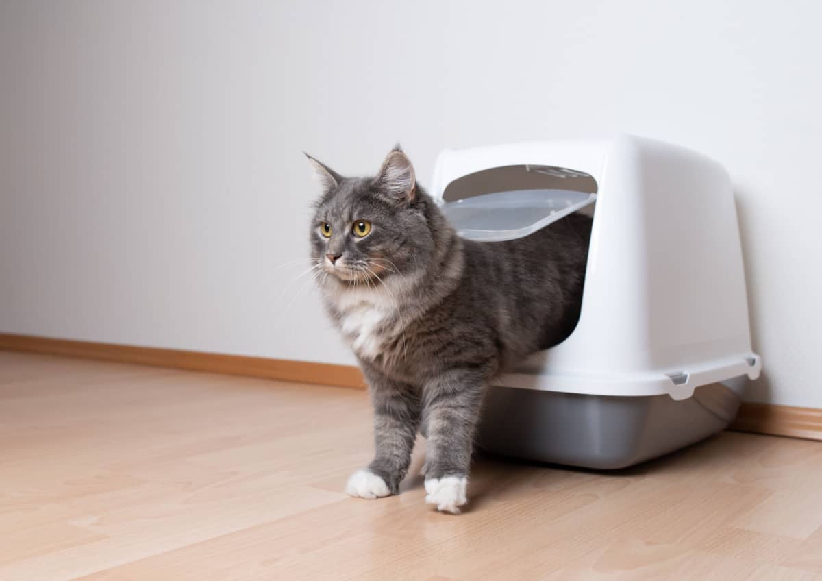 tabby maine coon cat leaving hooded gray cat litter box with flap entrance