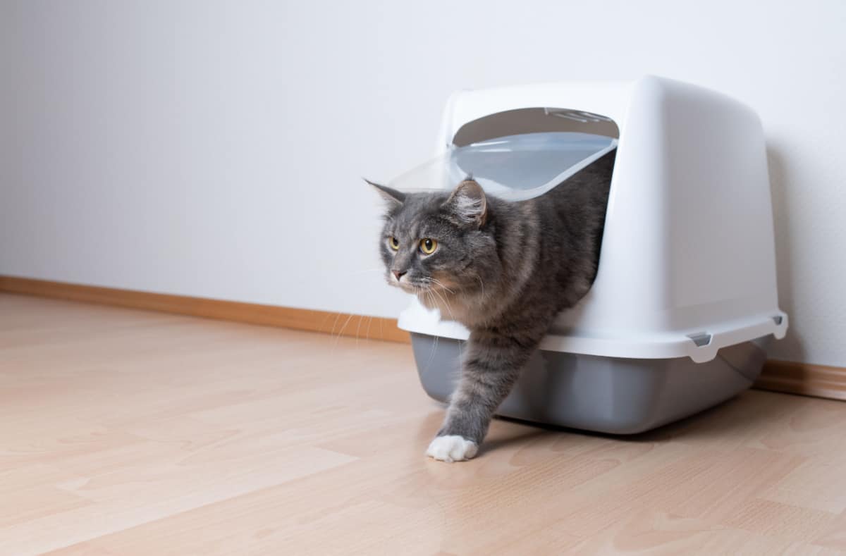 cat leaving gray hooded cat litter box with flap entrance