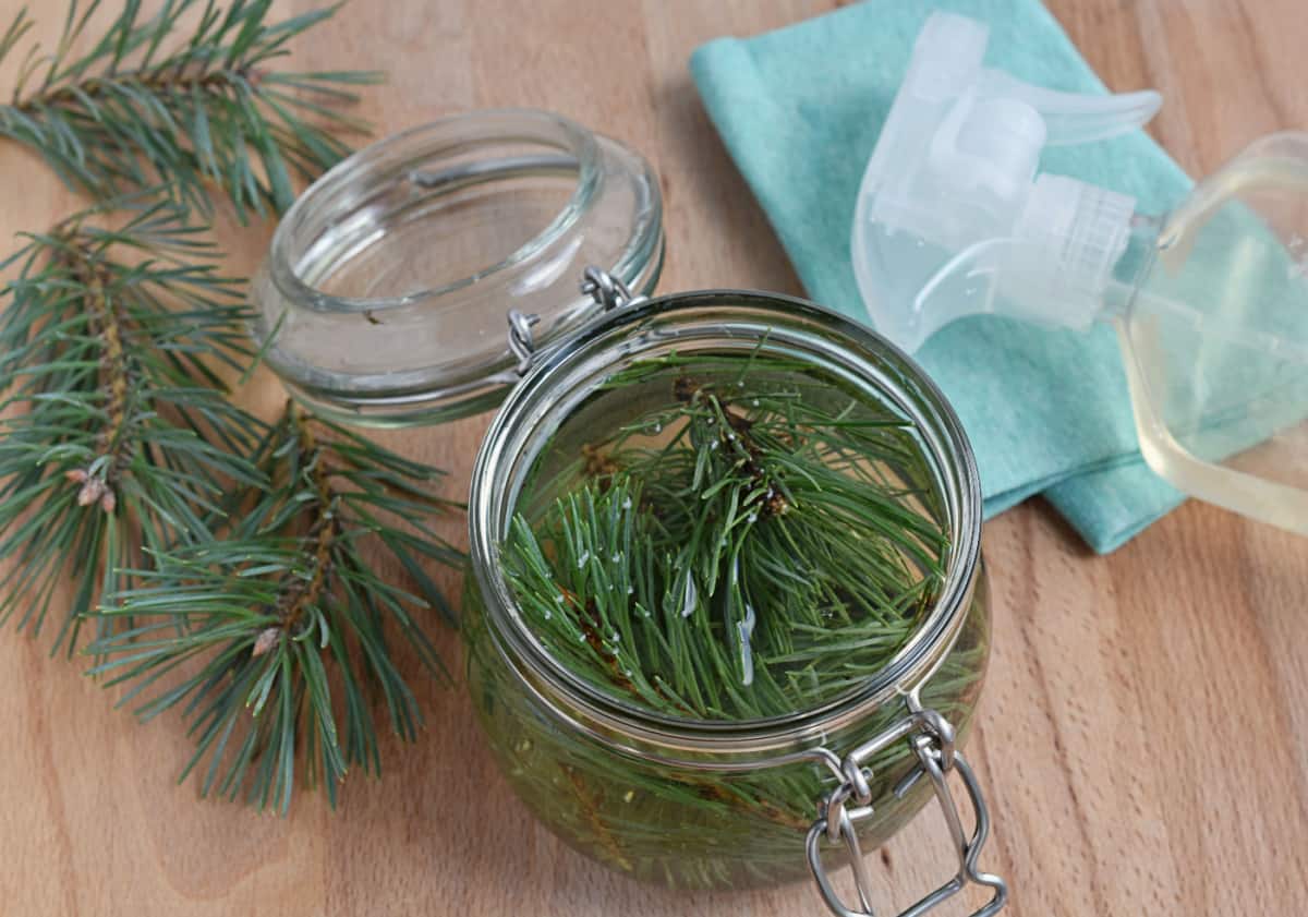 Pine infused vinegar cleaner in a jar