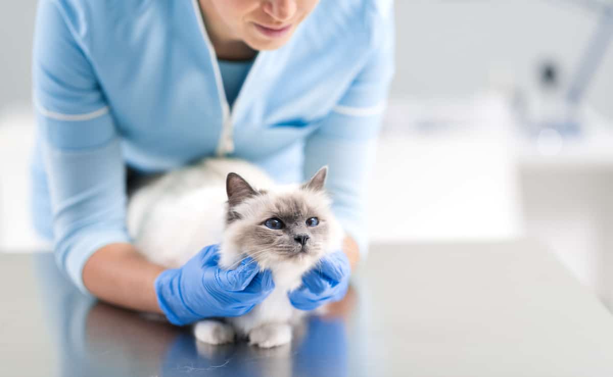 a vet checking on a cat in the clinic