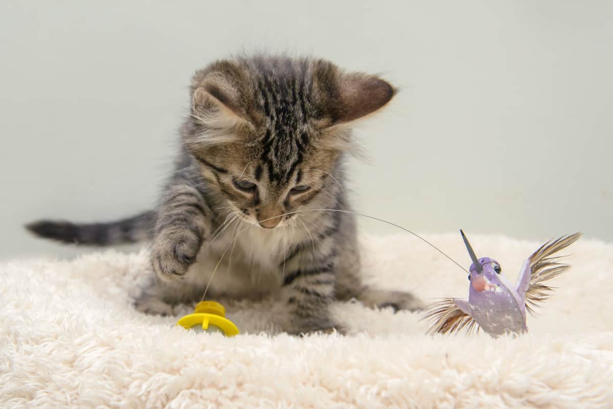 furry kitten playing with a bird toy