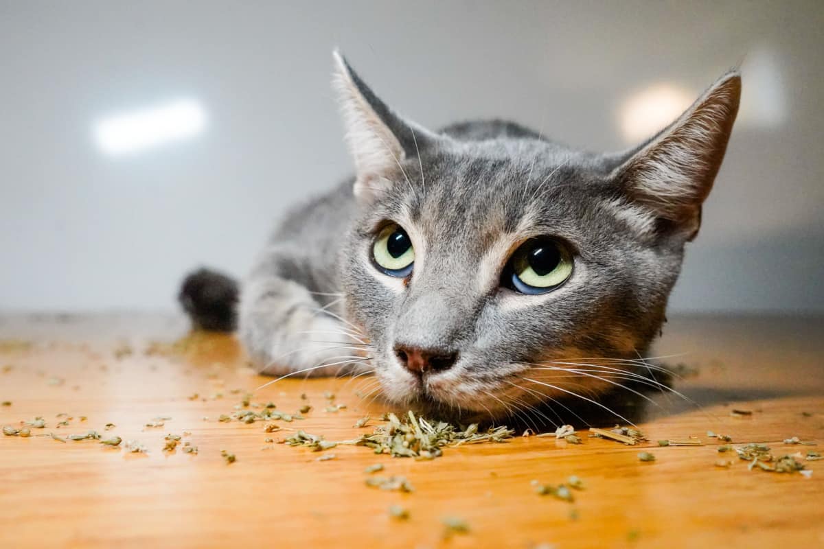 A cute gray tabby resting on catnip