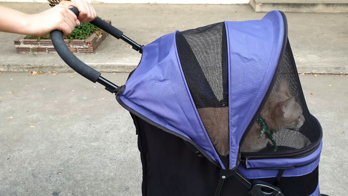 cat wearing cat harness inside pet stroller when travel with owner outdoors