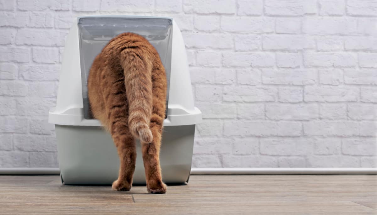 Ginger cat step inside a litter box