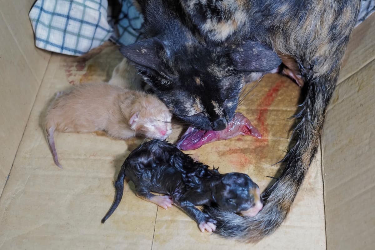 cat eating placenta around with new born kittens