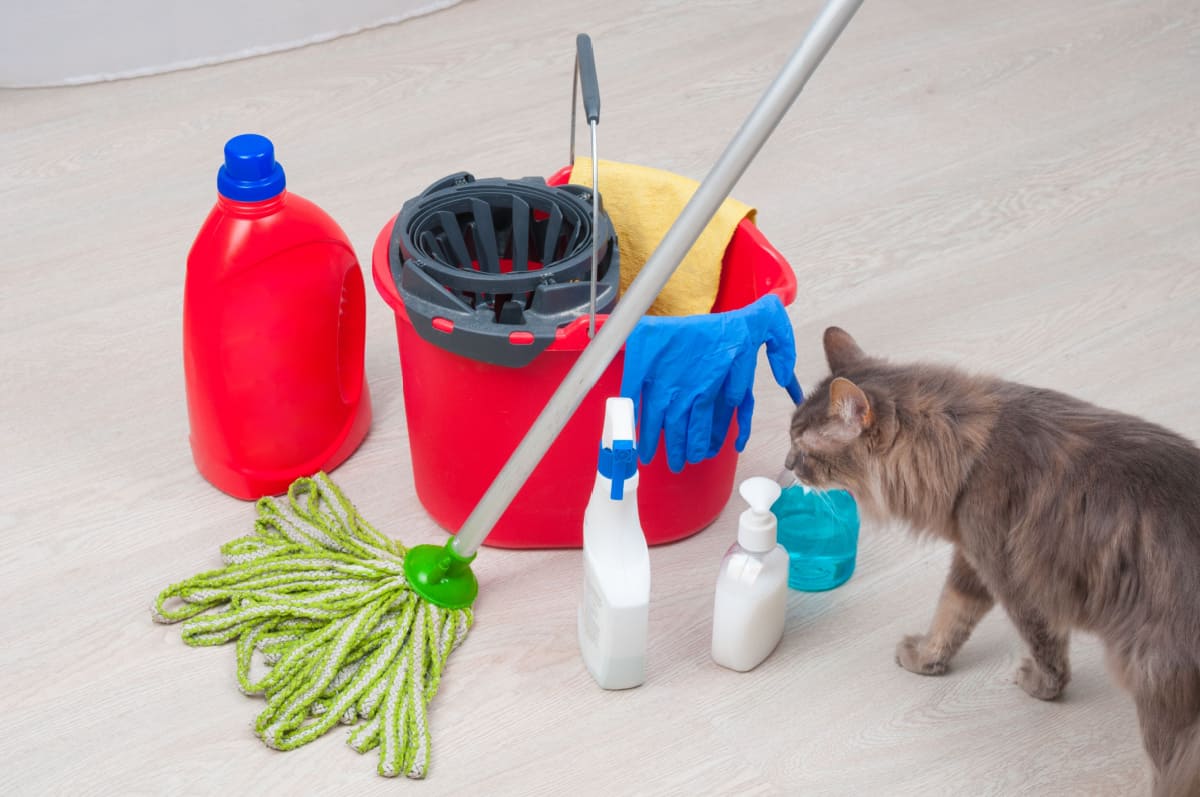House chemicals and tools for cleaning with cat nearby