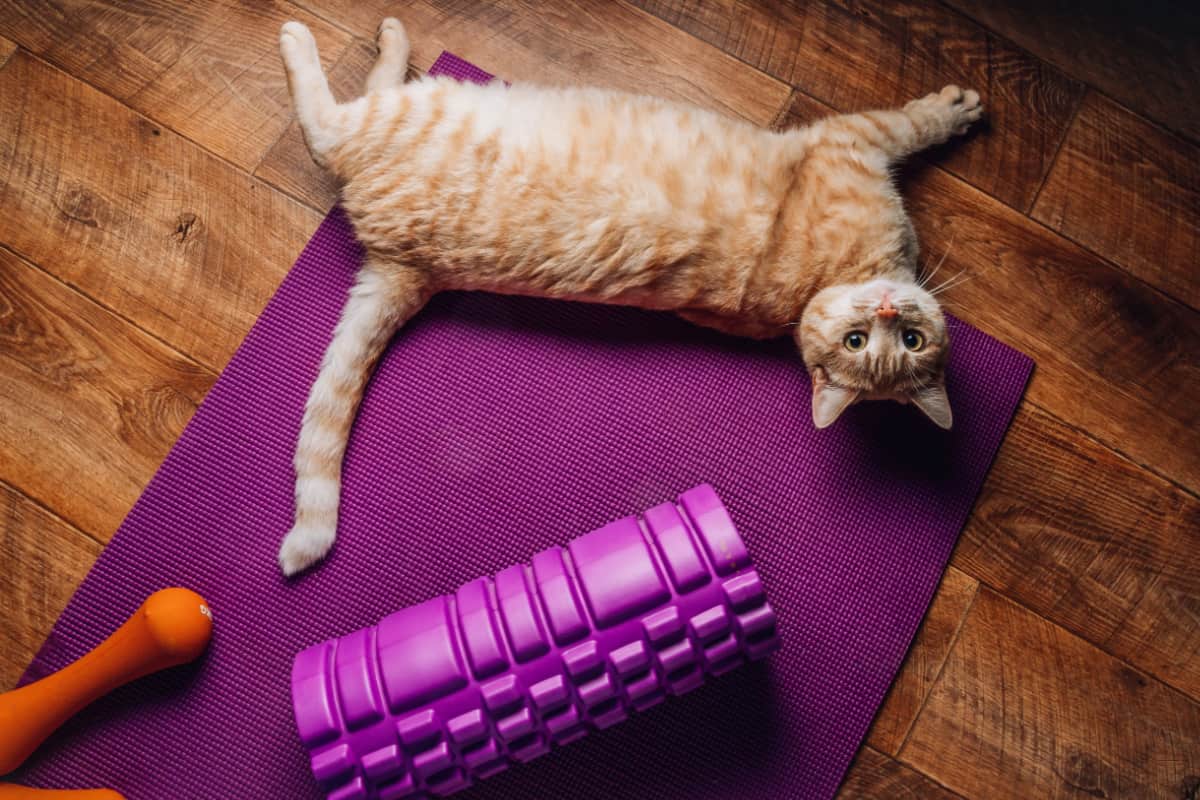 red fat cat lies on a yoga mat 