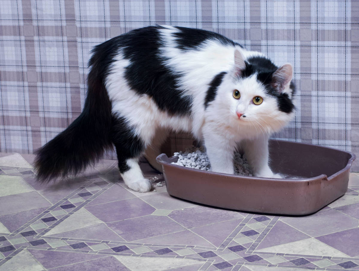 cats dig in their litter box that causes other litter came out the box