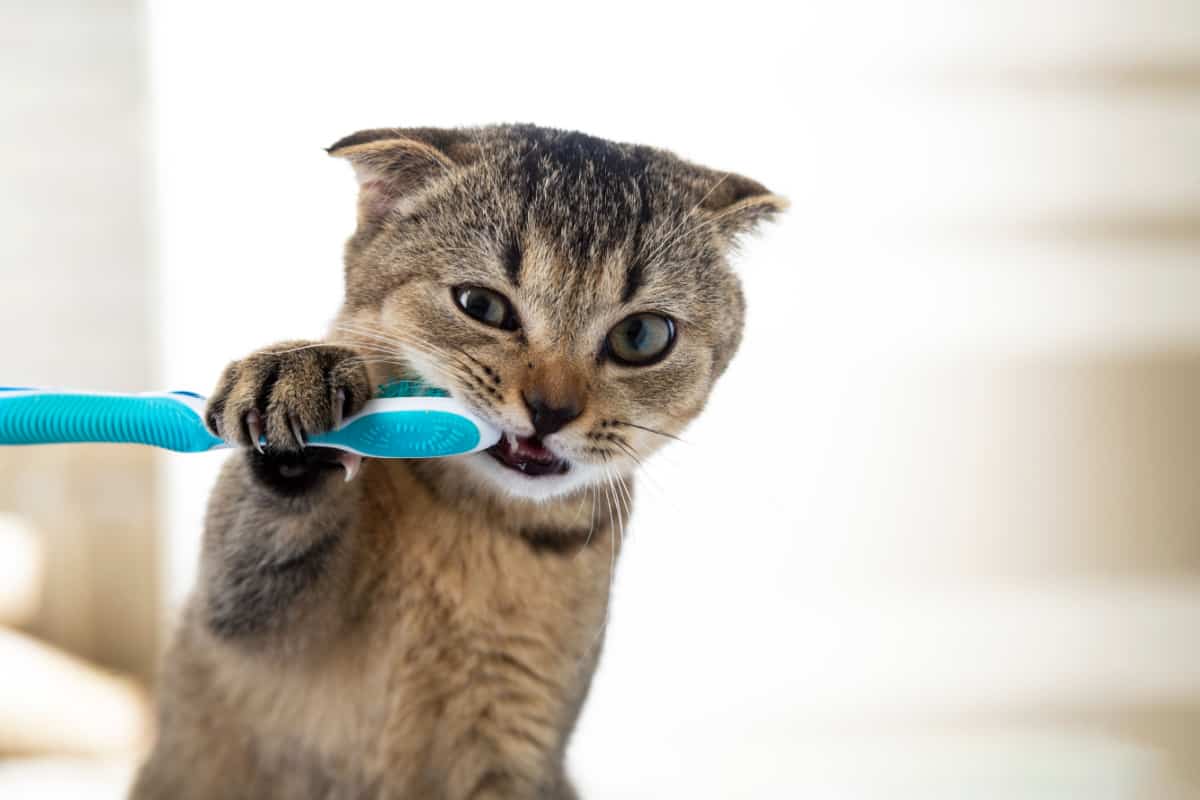 The kitten is brushing his teeth