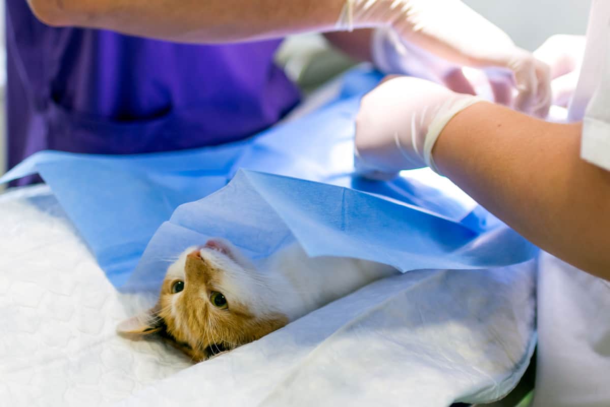 Close up image a cat on the operating table and veterinary surgery