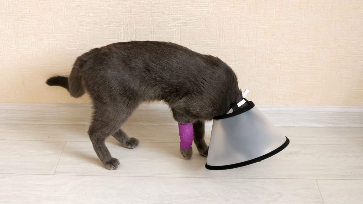 cat walks limping in a veterinary collar