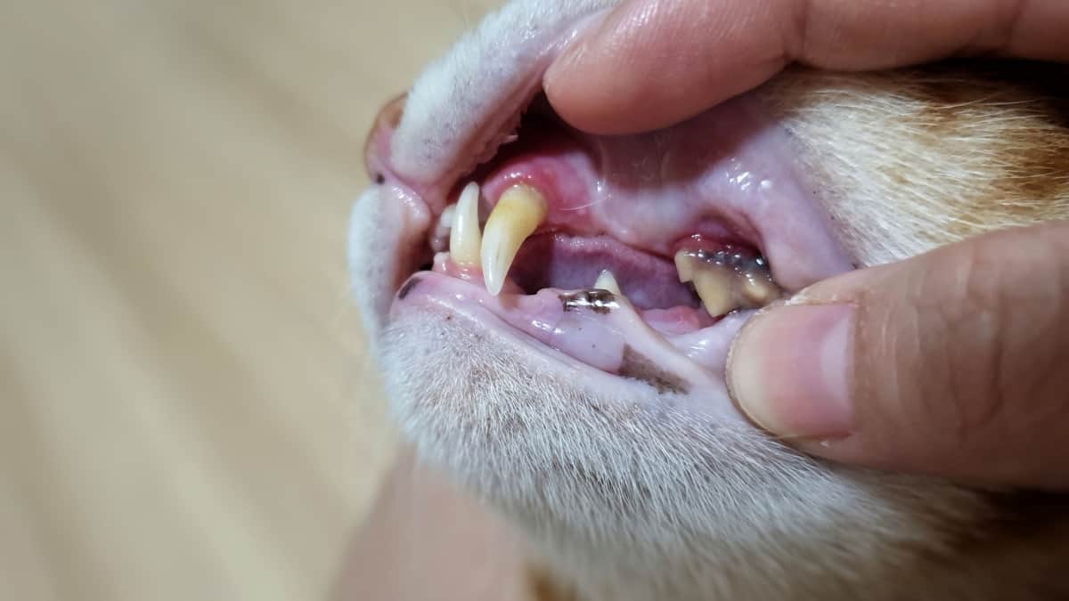 Opening cat's mouth showing dirty teeth and gums