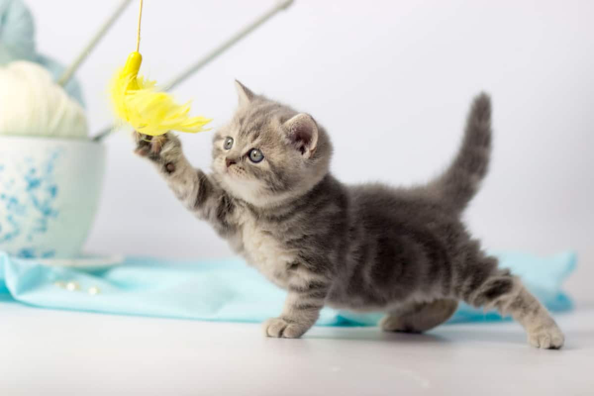 kitten playing with yellow yarned feather