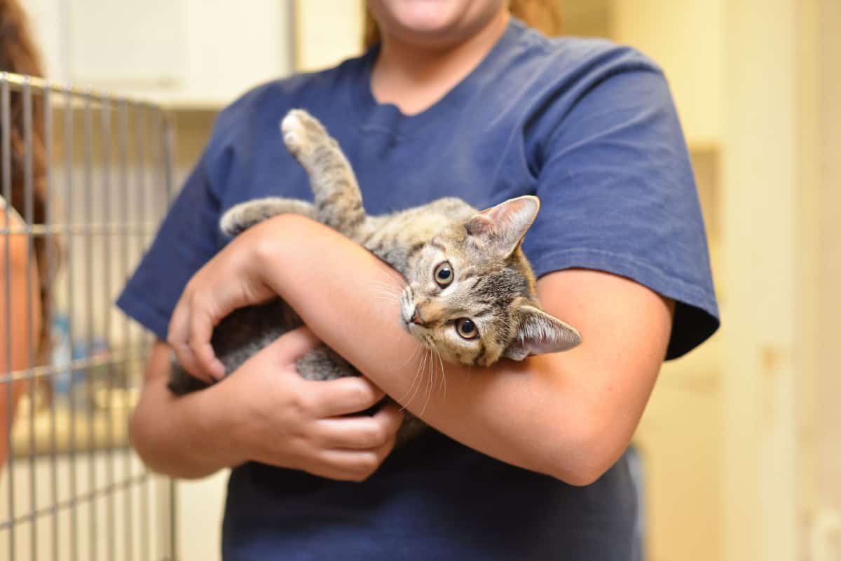 cat in the hands of a woman in the shelter