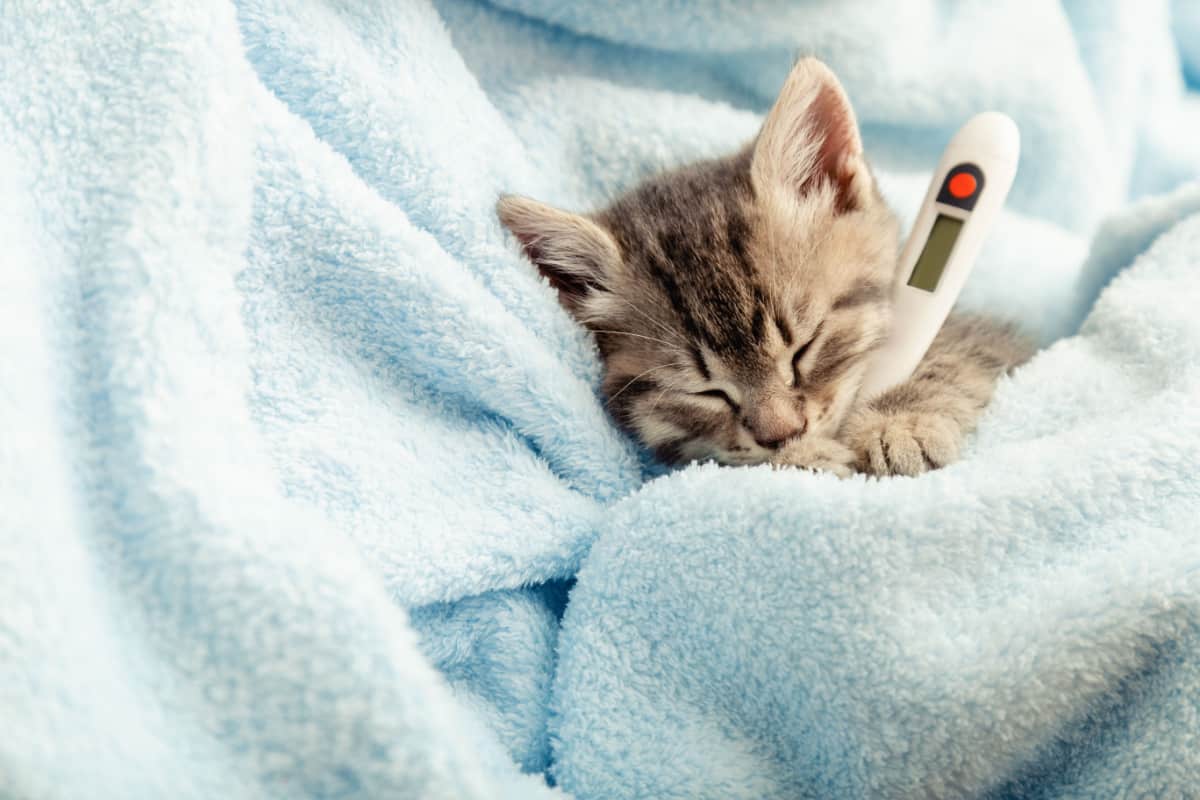 tabby kitten measures temperature by thermometer