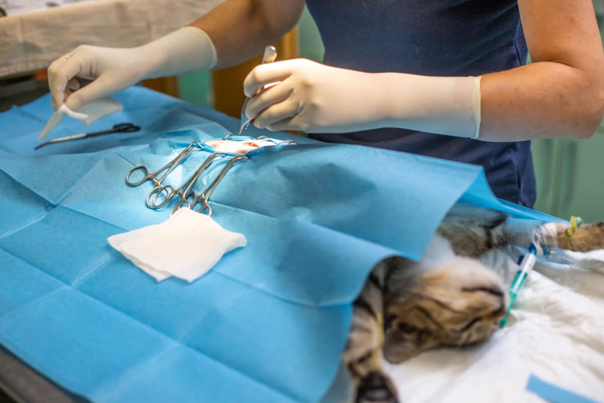spaying/neutering session on cat 