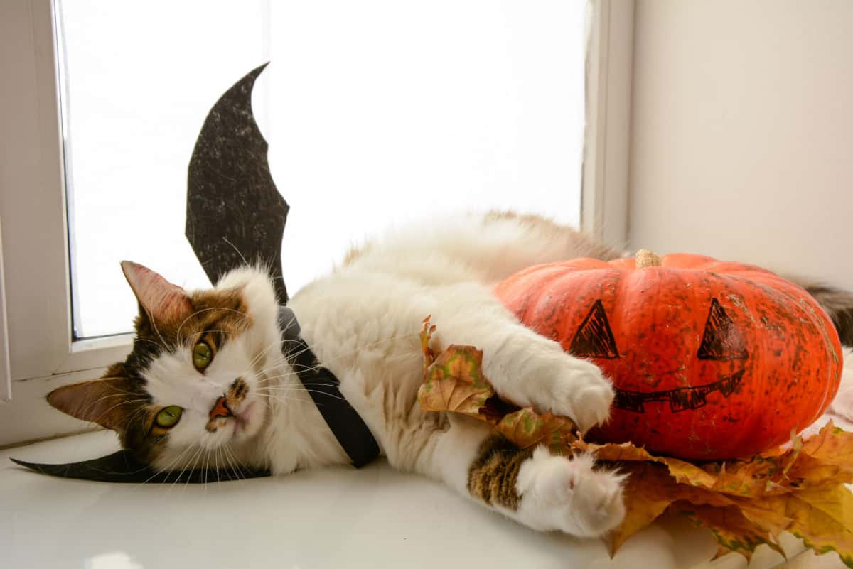 cat lying in the floor dress up with a bat-like costume with a pumpkin on the side