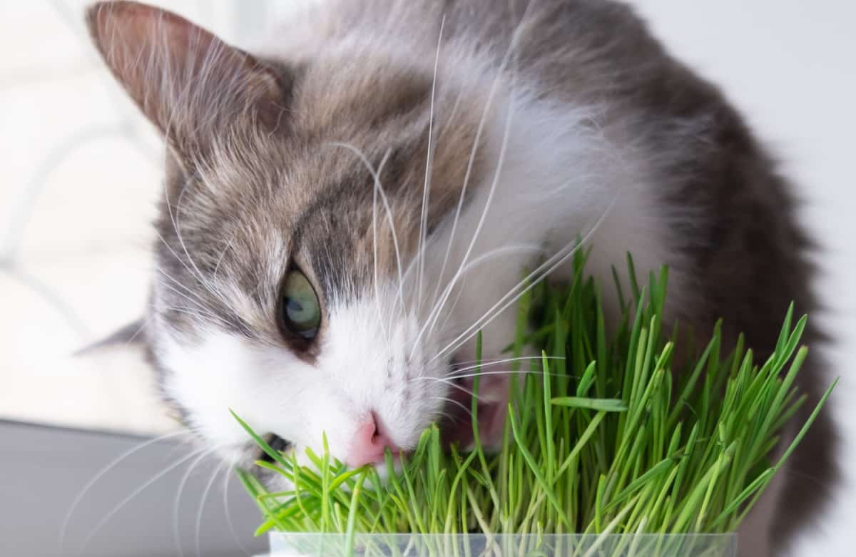 cat eating grass grown from grass growing kits