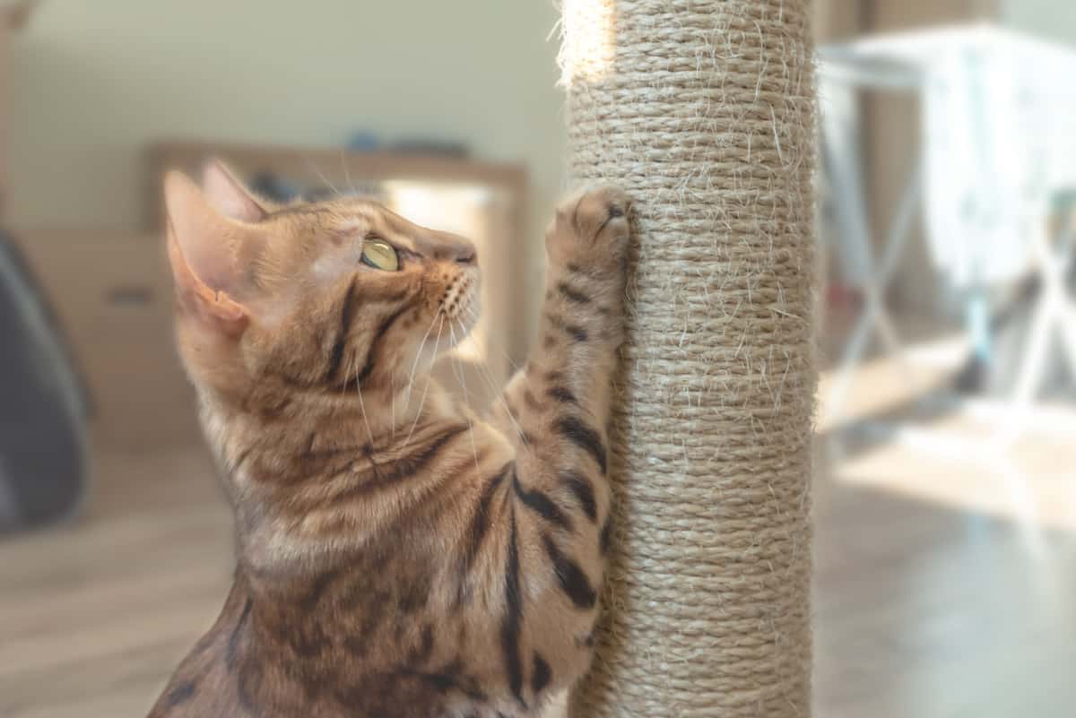 Tabby cat and scratching post 