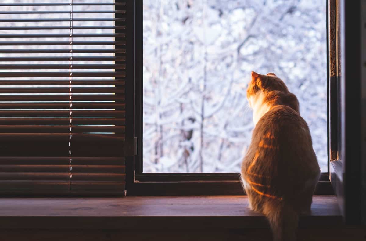 Cat sitting on window sill and looking at winter landscape