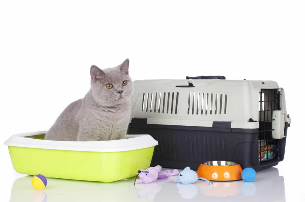 cat in the litterbox with carrier, toys and food bowl on the side