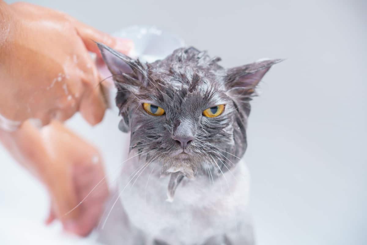 persian cat looks bored while he is having his bath time