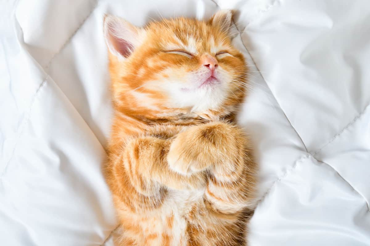 cute kitten Scottish Straight sleeping on the bed