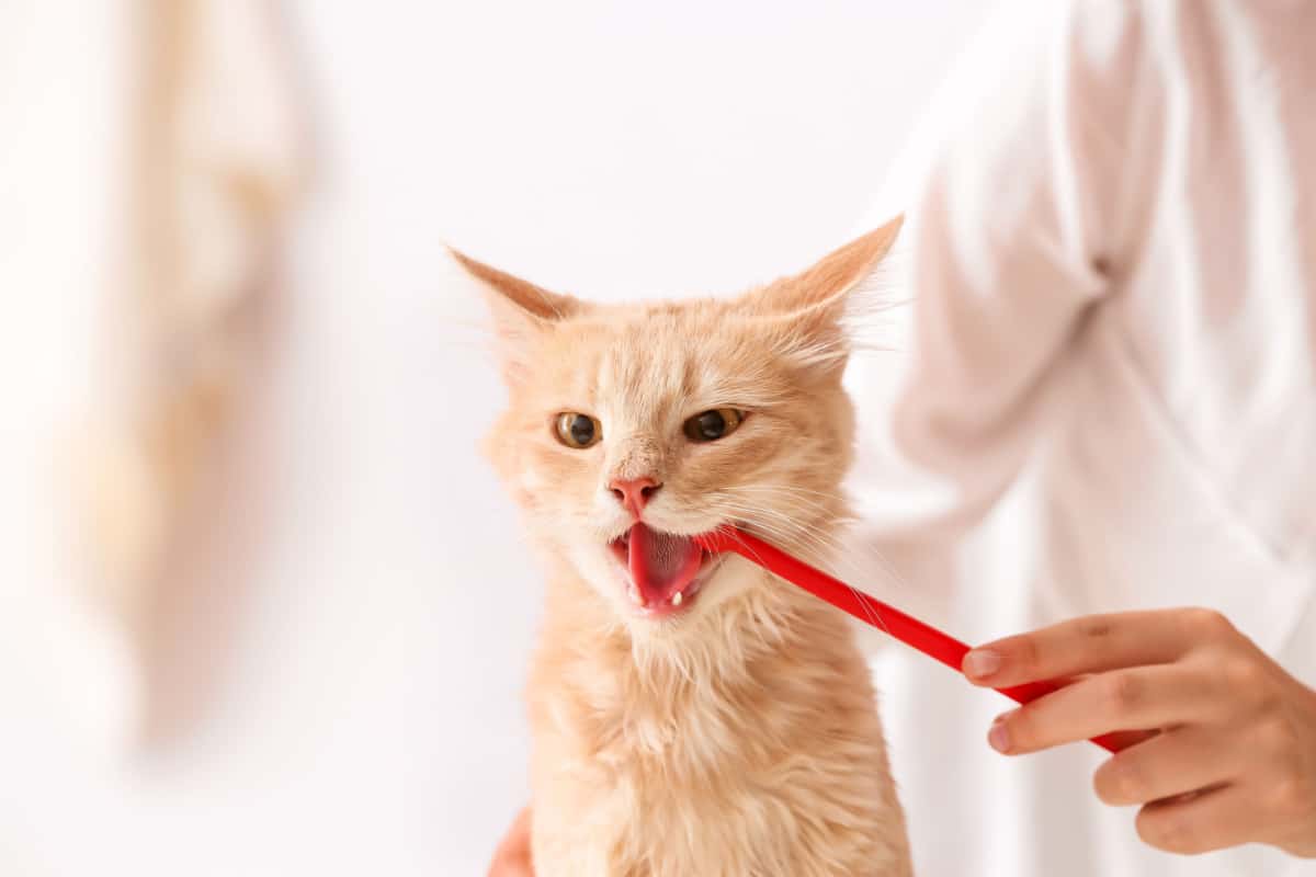 a woman brushing the teeth of a ginger cat