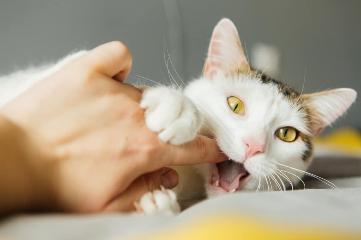White cat bites on finger