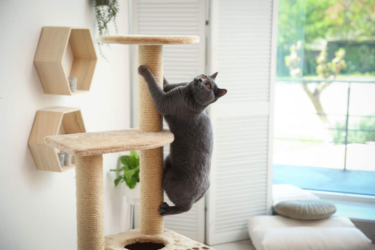 cat trying to climb through the cat trees