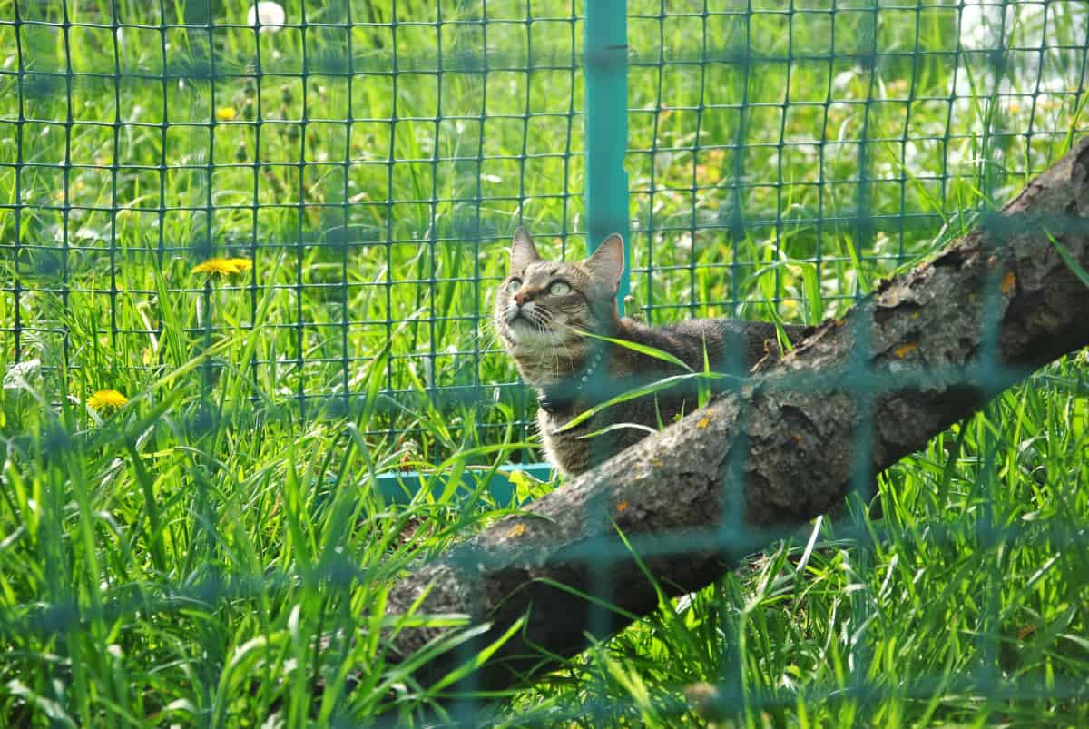 cat enclosures with natural background
