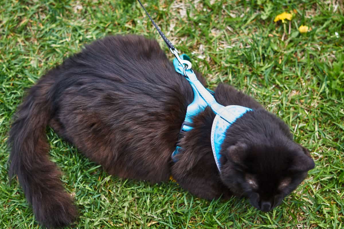 black cat sitting on the grass with harness and leash