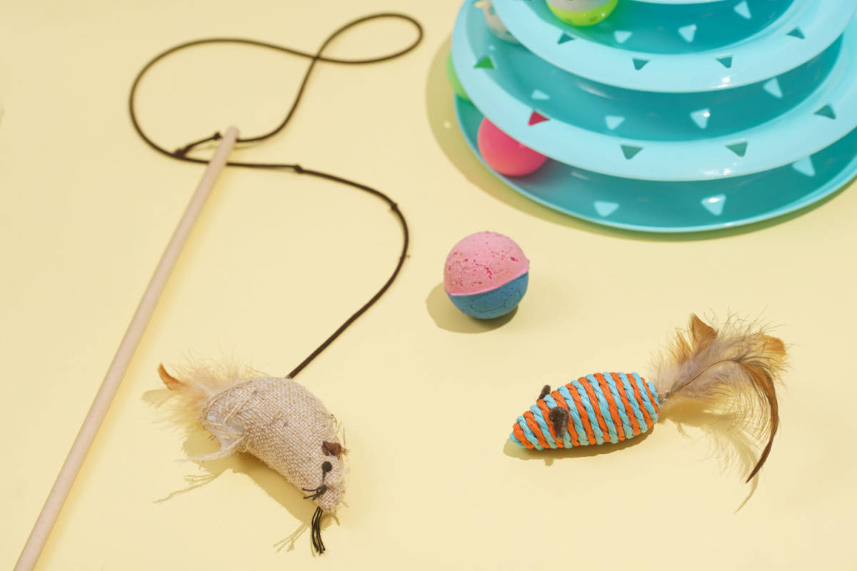 mouse on a strap, two-colored bright ball, blue pyramid