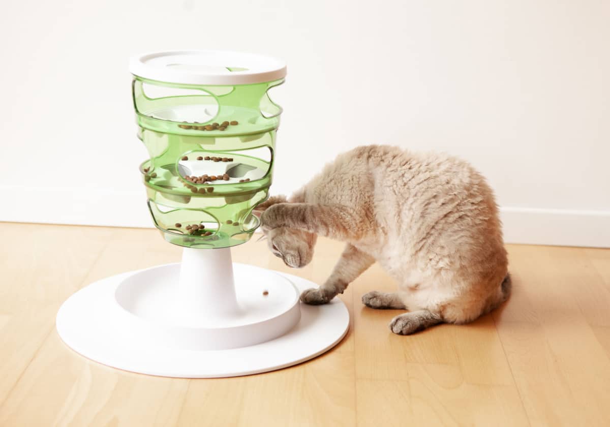 Playful Devon Rex cat is touching and punching dry food with paw in interactive cat toy slow feeder