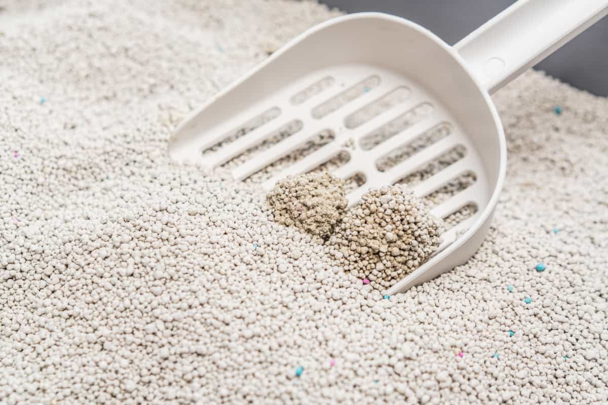 clumping Cat Litter on white scoop