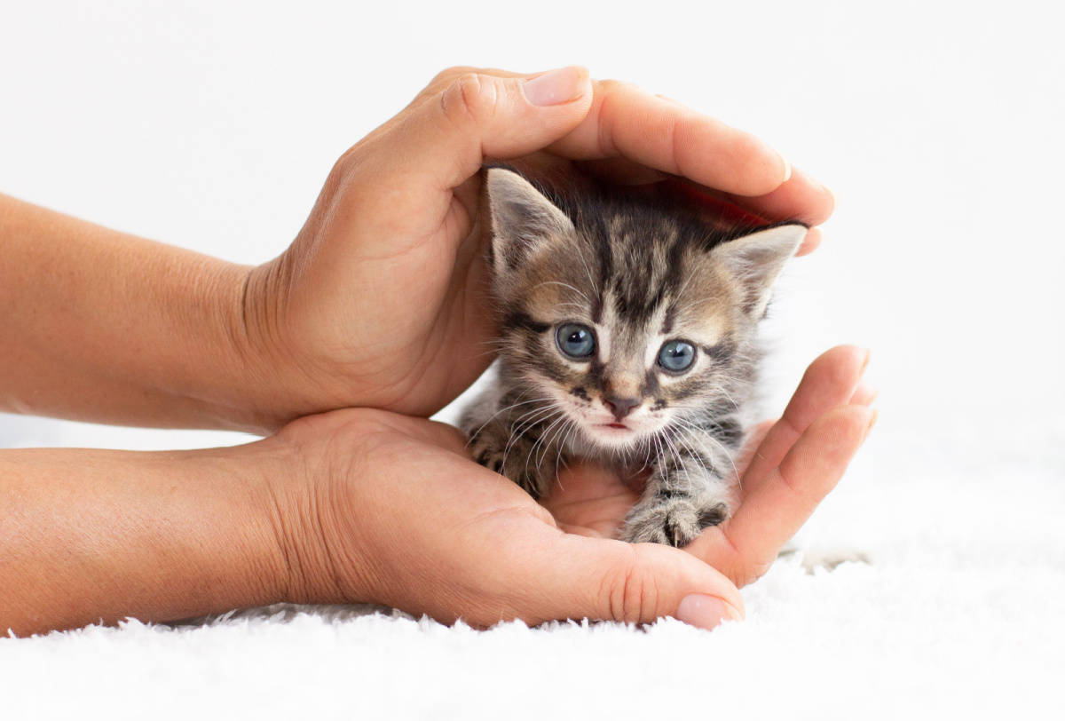 little kitten sitting on the palm of a man