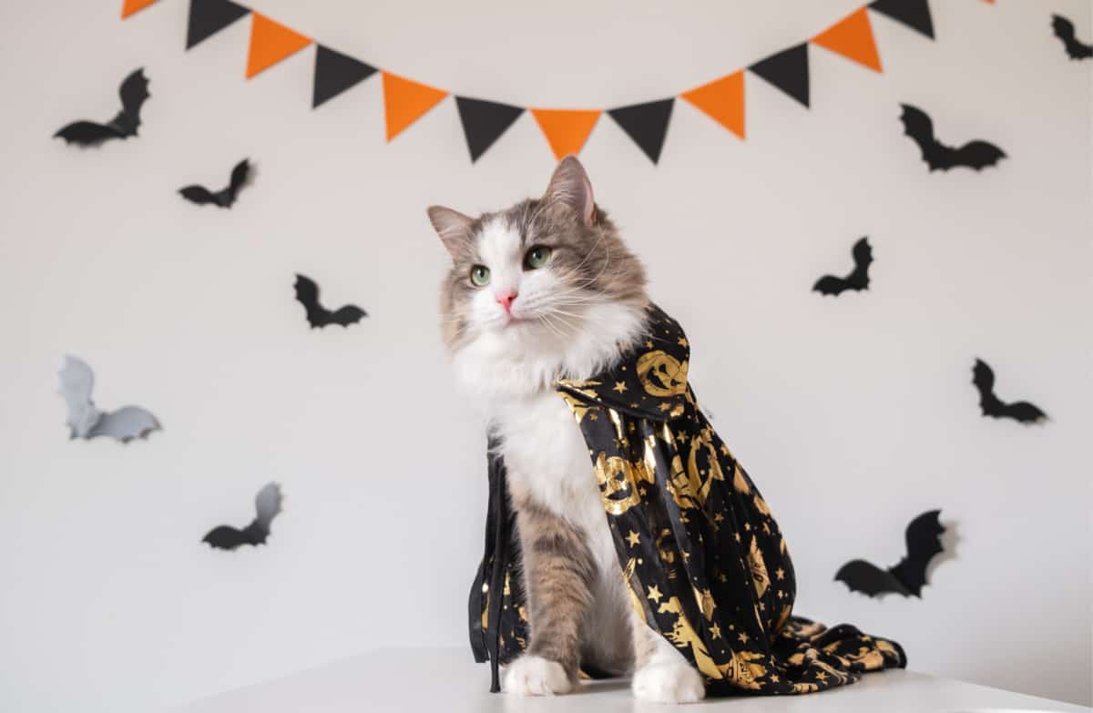 happy cat sits in a Halloween witch costume on the background of bats