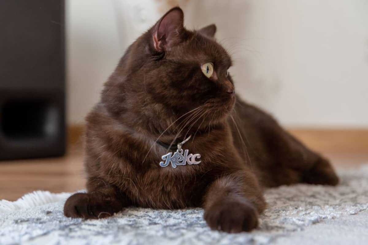  Brown scottish cat looking in the side while laying on the floor with a silver tag name on his neck