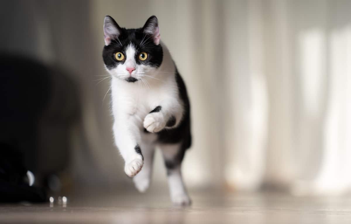 playful black and white cat running indoors 