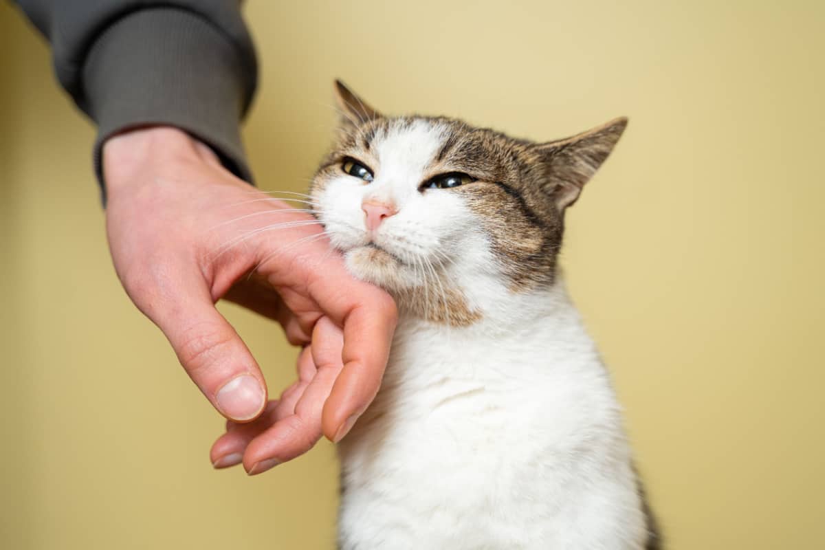 man hand caressing and stroking cat