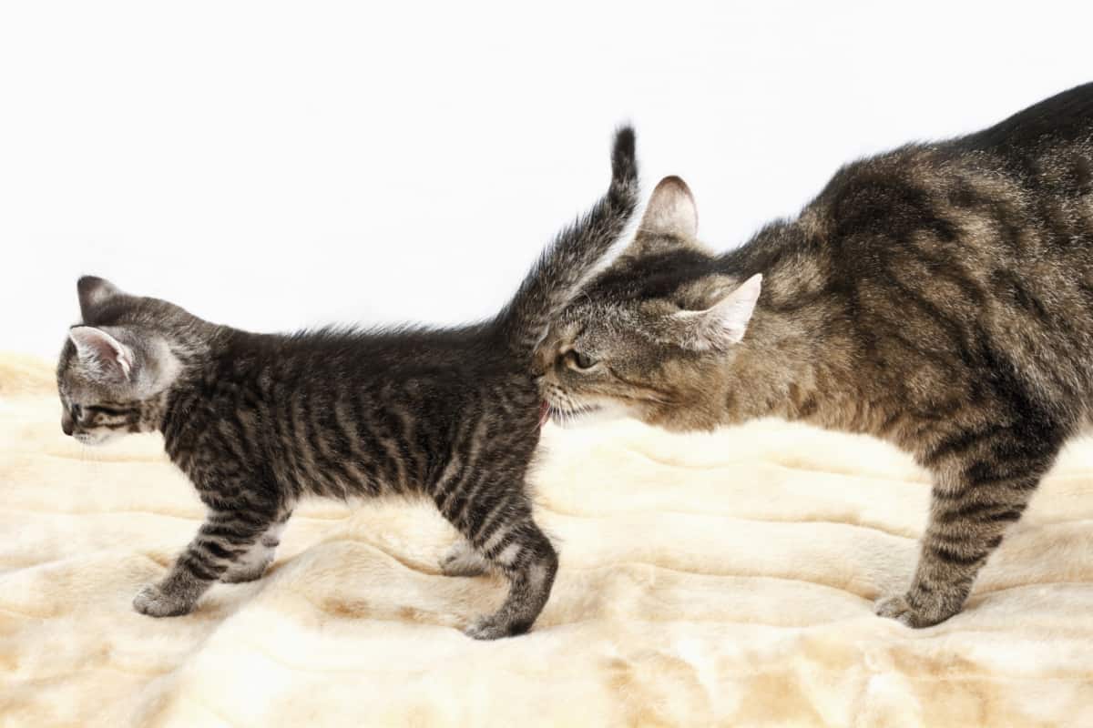 mother cat licking the kitten butt