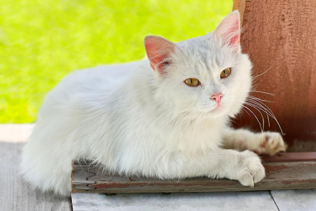 white domestic longhair cat