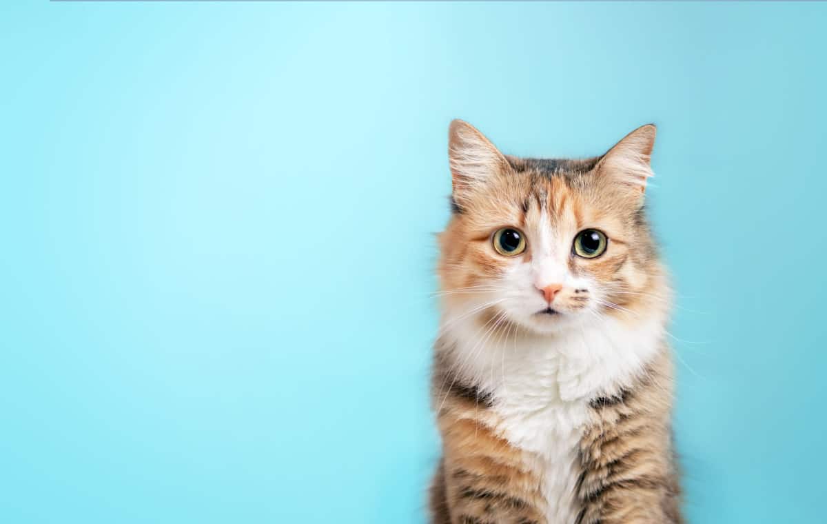 kitty looking at camera on blue background