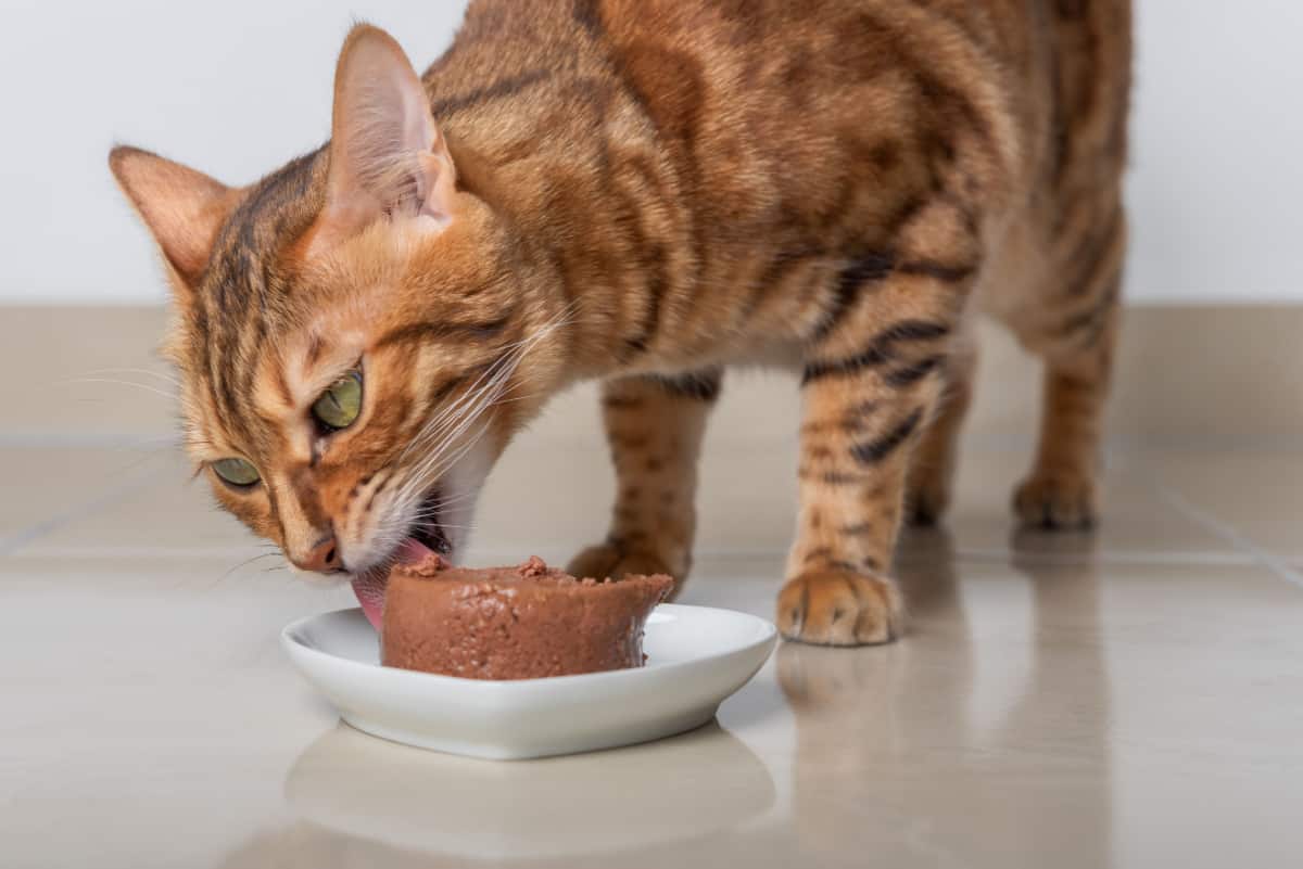  cat eats its food